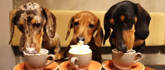 dog news Dachshund Cafe UK