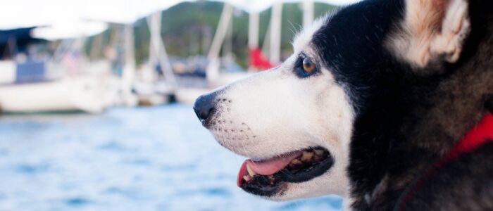 go boating with dogs